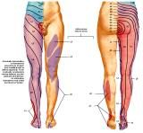 Anatomie: heup,bovenbeen,knie,onderbeen,enkel,voet,acetabulum,collum femoris,trachanter,femur,epicondyl,meniscus,kruisband,cruciate ligament,patella,knieschijf,tibia,fibula,malleolus,talus,calcaneus,tarsus,metatarsus,phalanx,falanx,quadriceps femoris,rectus femoris,sartorius,tensor fasciae latae,tractus iliotibialis,biceps femoris,gastrocnemius,semimembranosus,semitendinosus,soleus,suralis,vena saphena parva,vena saphena magna,sciatic,ischiadicus,peronea